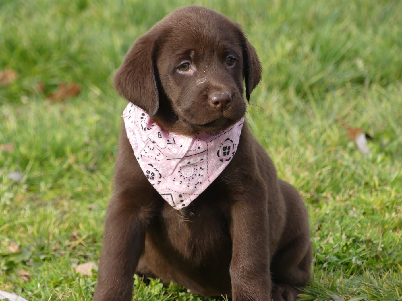 des Terres des Forges - Chiots disponibles - Labrador Retriever