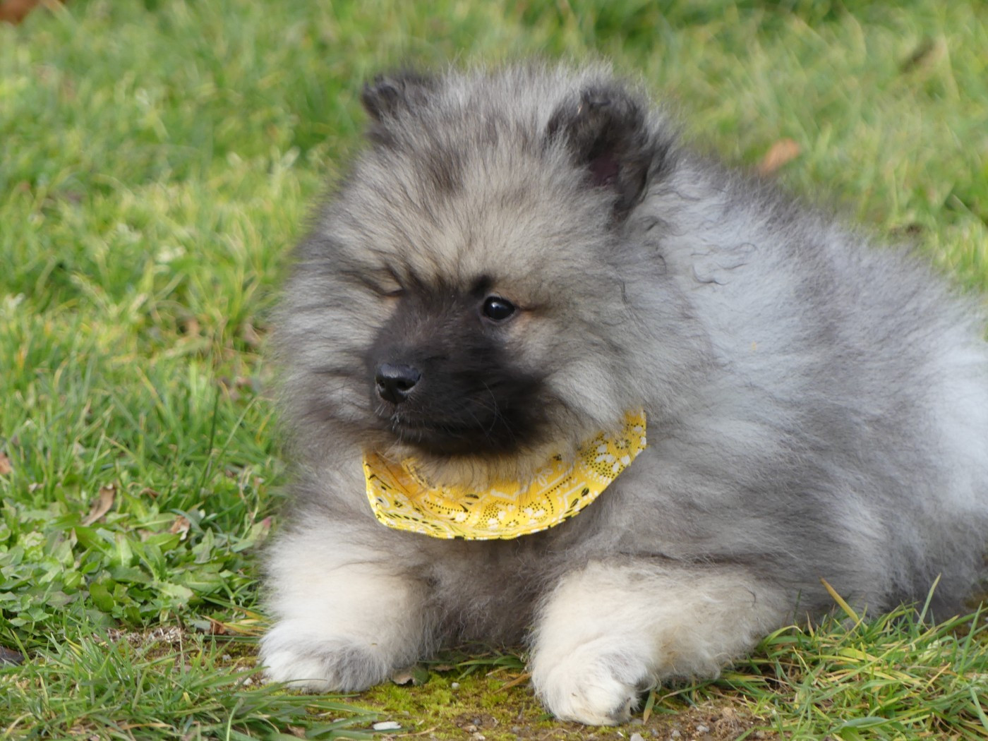 des Terres des Forges - Chiots disponibles - Spitz allemand