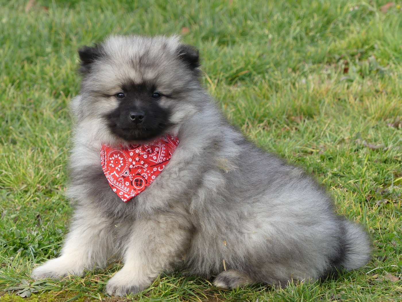 Chiot Spitz allemand des Terres des Forges