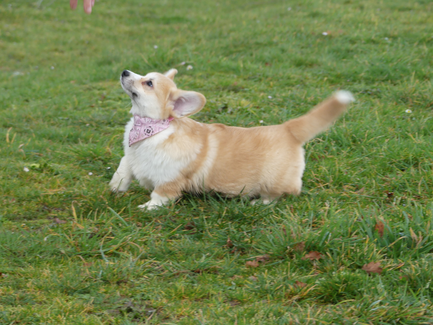 Chiot Welsh Corgi Pembroke des Terres des Forges
