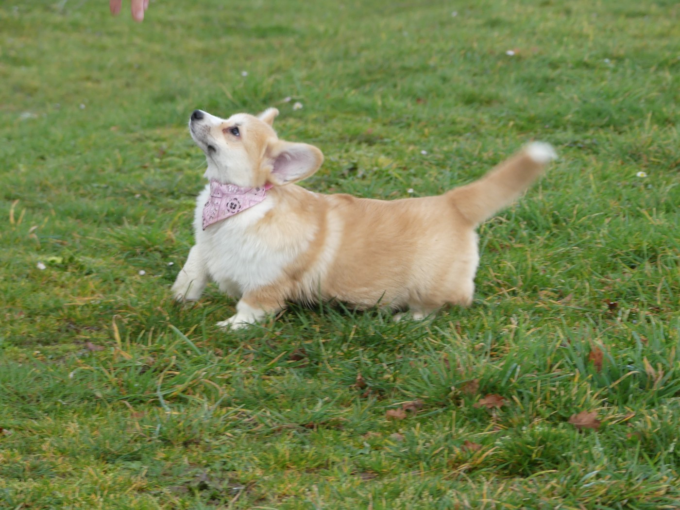 des Terres des Forges - Chiots disponibles - Welsh Corgi Pembroke