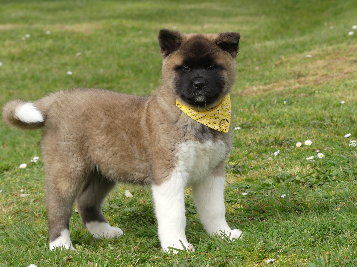des Terres des Forges - Chiots disponibles - Akita americain