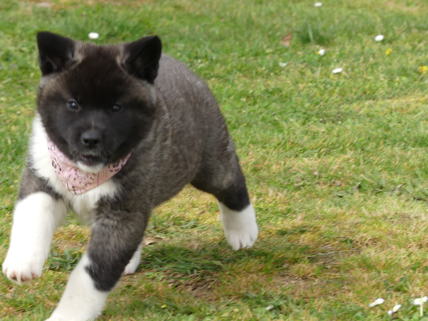 des Terres des Forges - Chiots disponibles - Akita americain