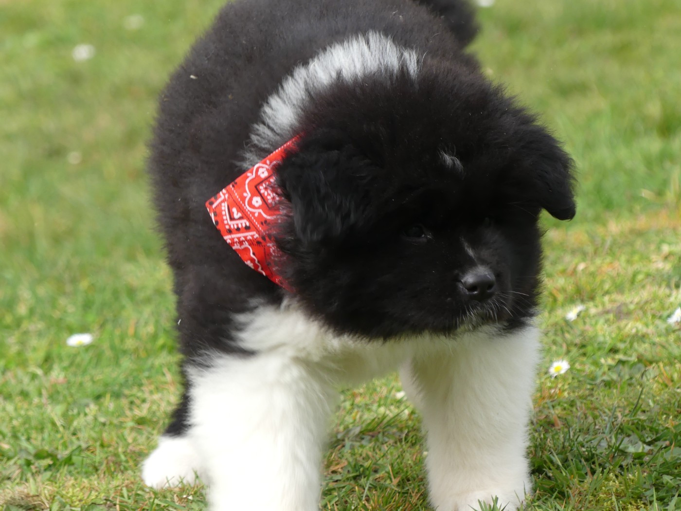 des Terres des Forges - Chiots disponibles - Akita americain