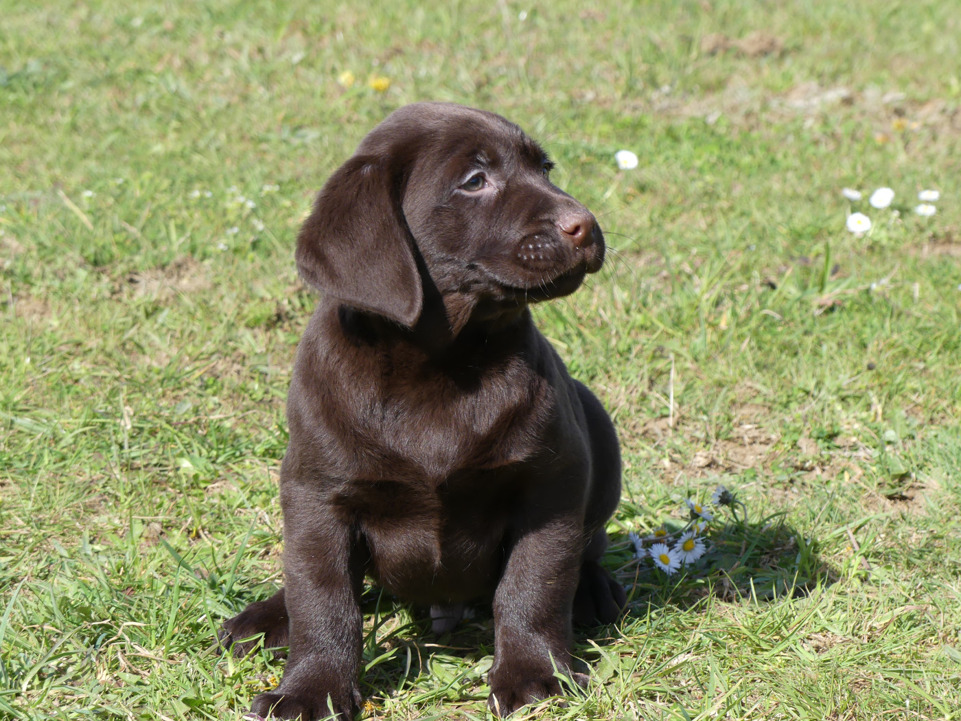 Chiot Labrador Retriever des Terres des Forges