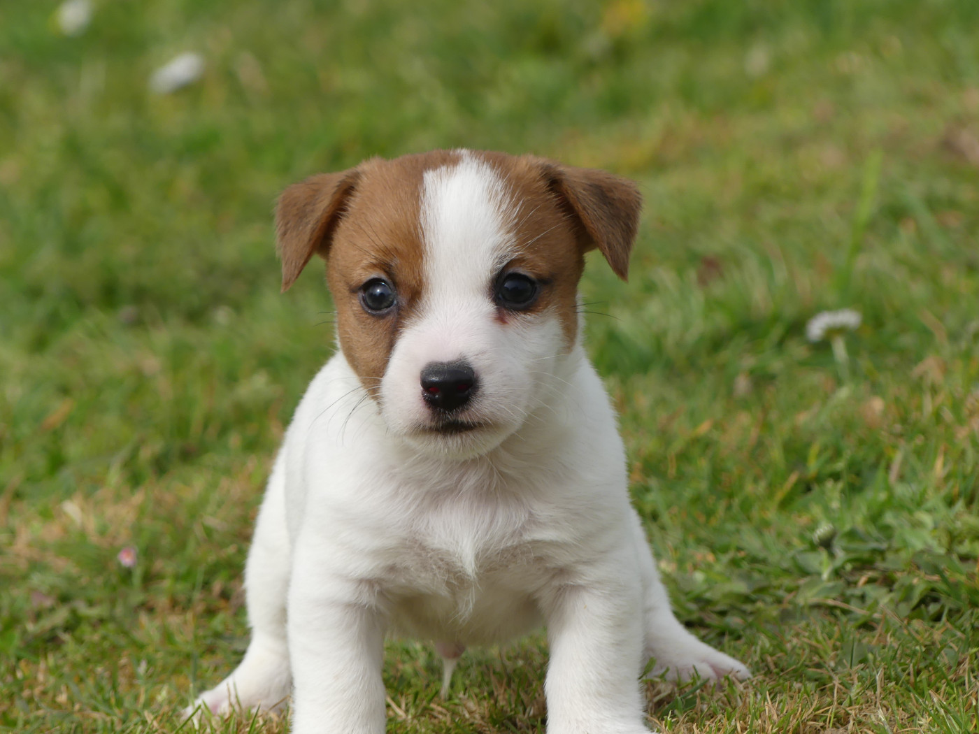 Chiot Jack Russell Terrier des Terres des Forges