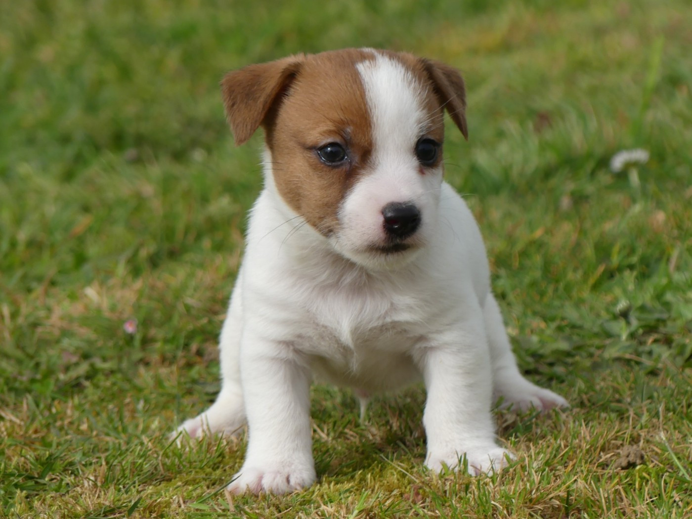 des Terres des Forges - Chiots disponibles - Jack Russell Terrier