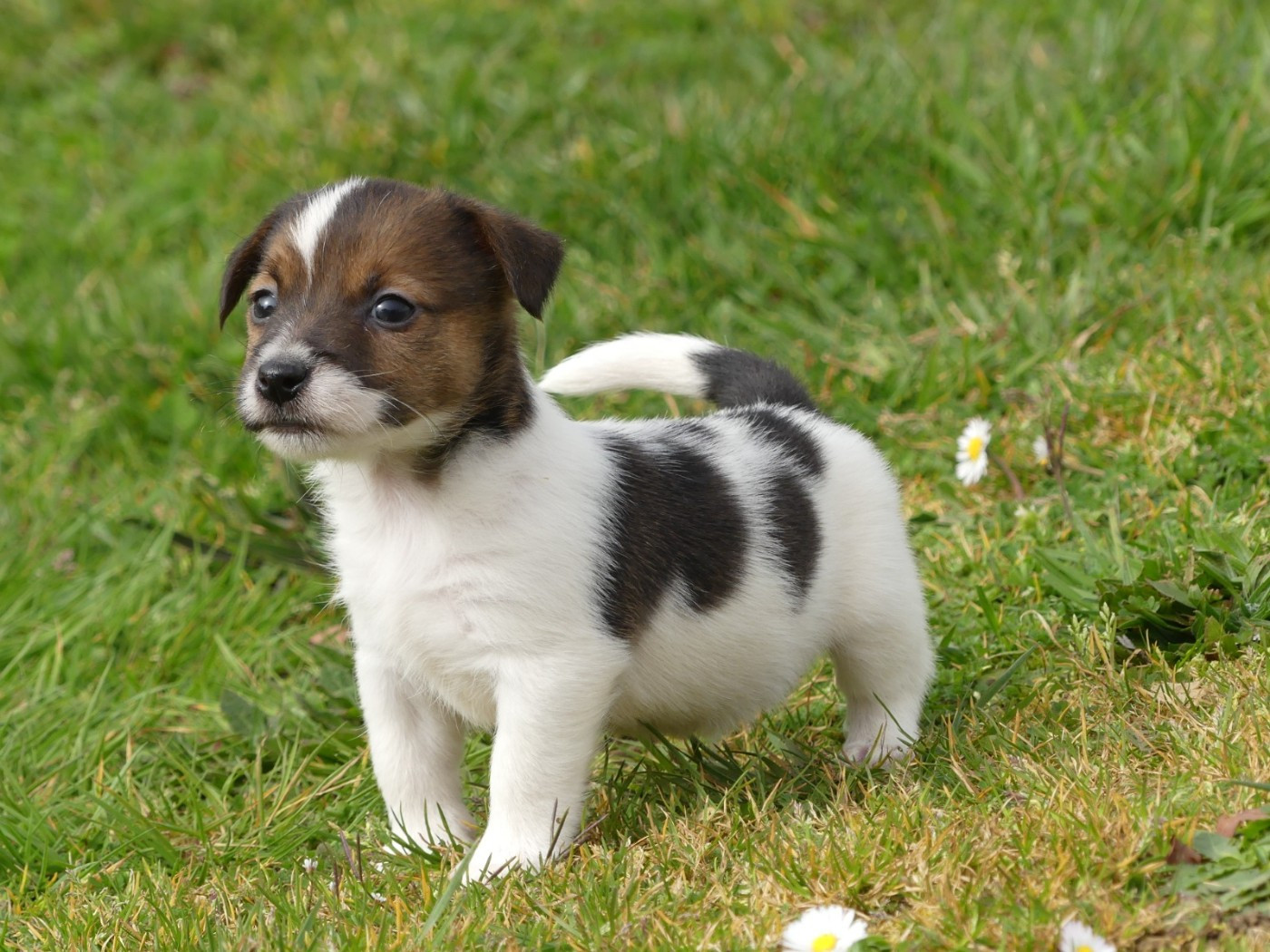 des Terres des Forges - Chiots disponibles - Jack Russell Terrier