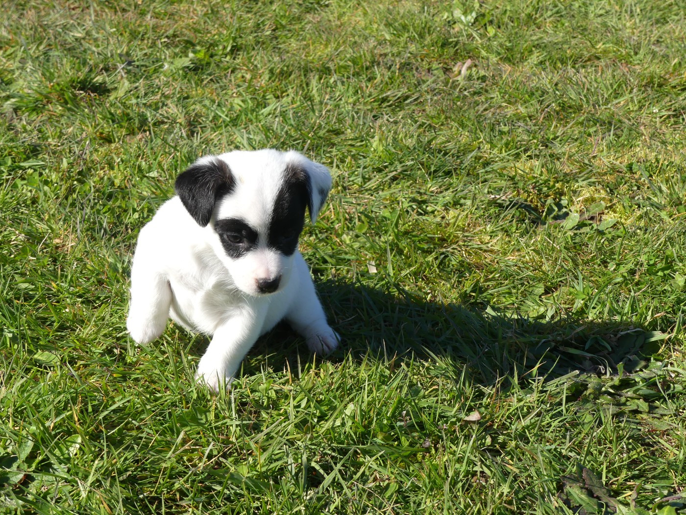 des Terres des Forges - Chiots disponibles - Jack Russell Terrier