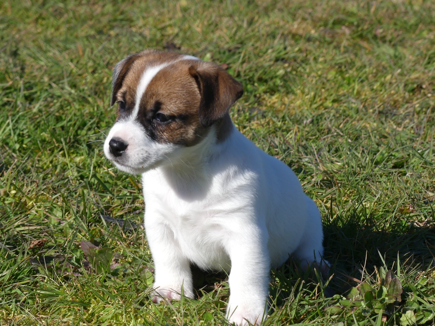 des Terres des Forges - Chiots disponibles - Jack Russell Terrier