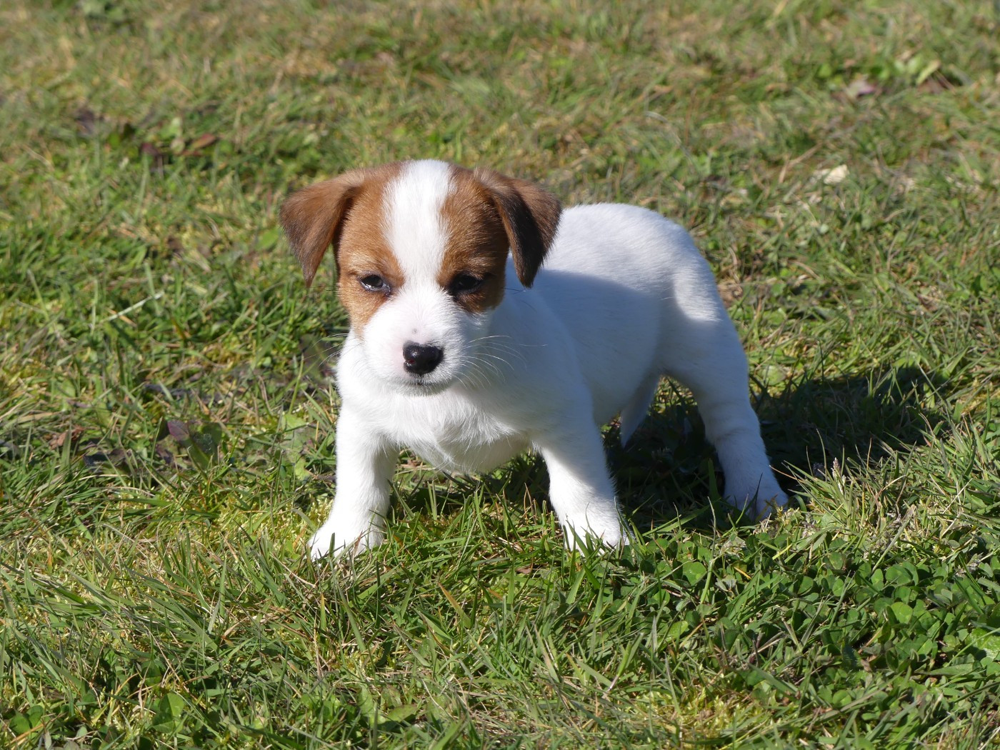 des Terres des Forges - Chiots disponibles - Jack Russell Terrier