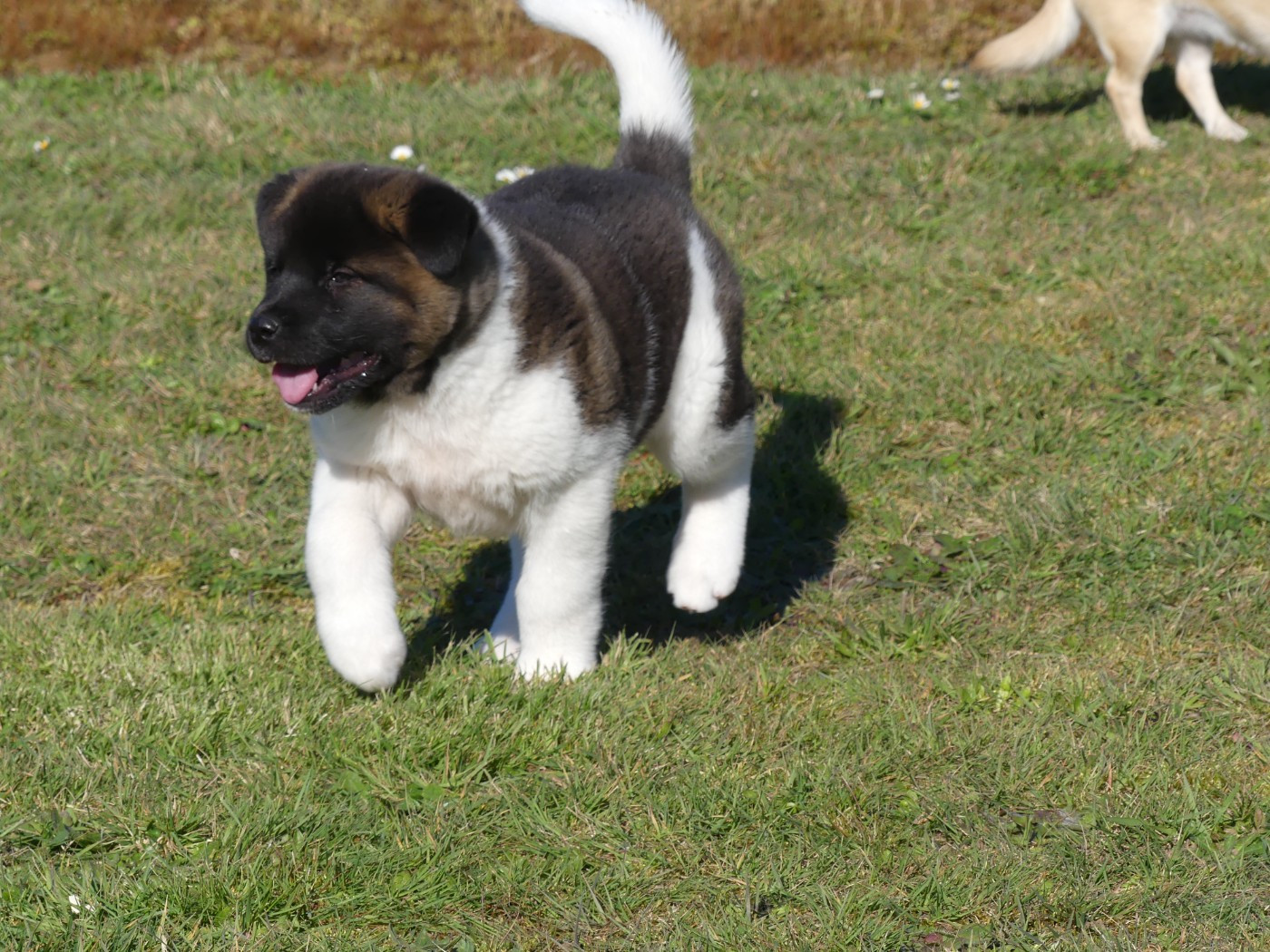 des Terres des Forges - Chiots disponibles - Akita americain