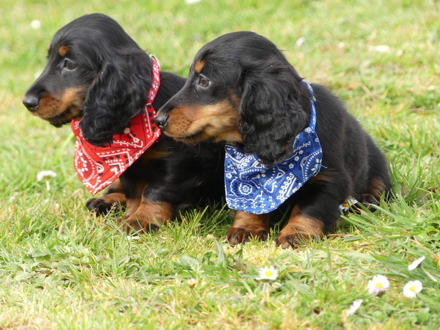 des Terres des Forges - Chiots disponibles - Teckel poil long