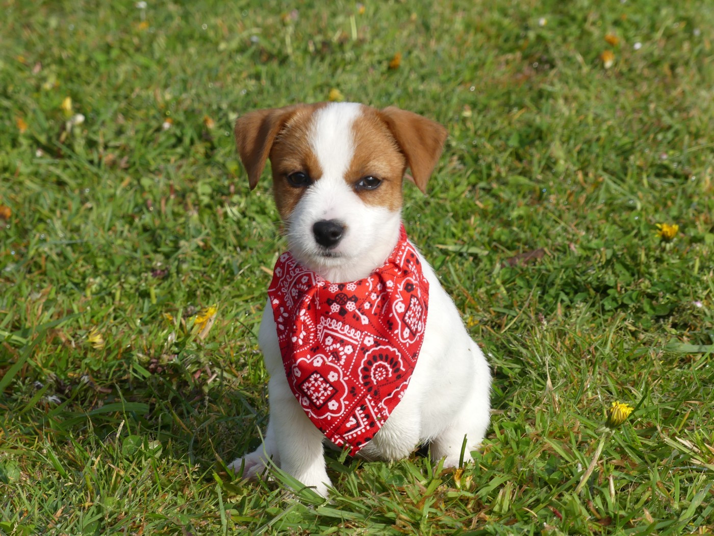 des Terres des Forges - Chiots disponibles - Jack Russell Terrier