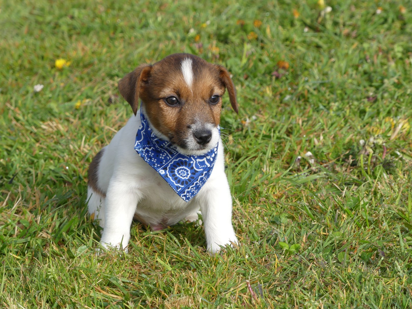 des Terres des Forges - Chiots disponibles - Jack Russell Terrier