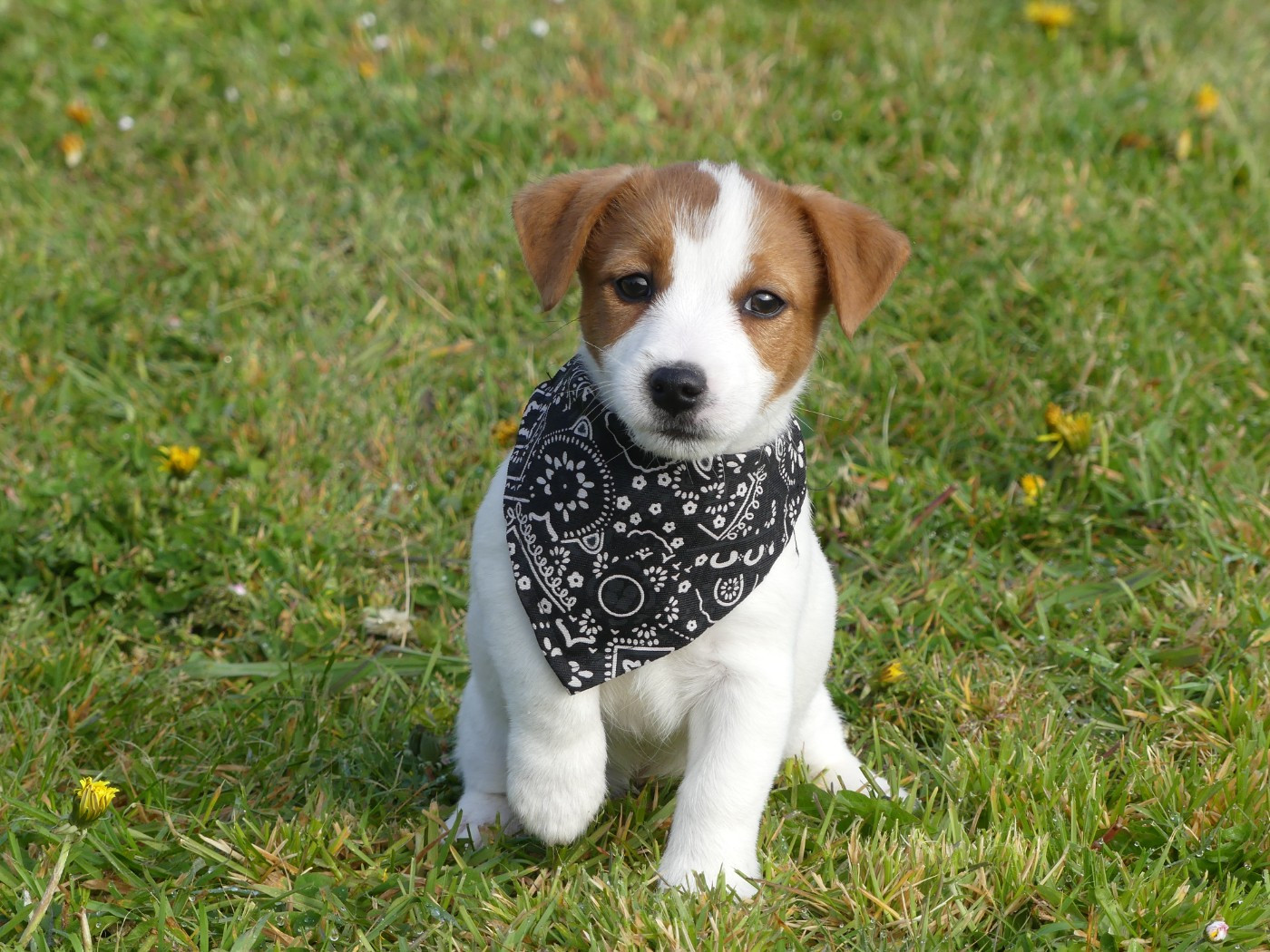 des Terres des Forges - Chiots disponibles - Jack Russell Terrier