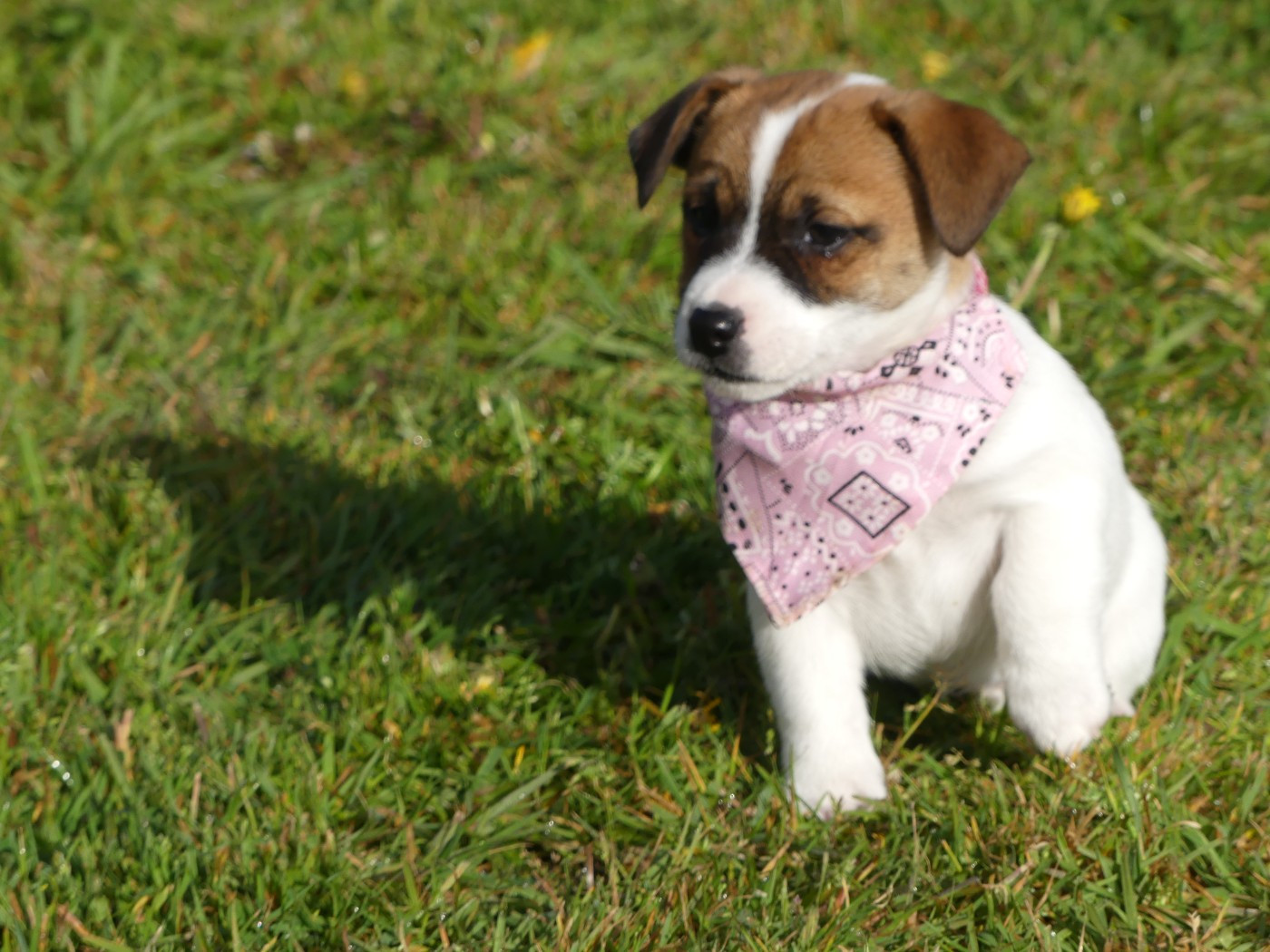 des Terres des Forges - Chiots disponibles - Jack Russell Terrier