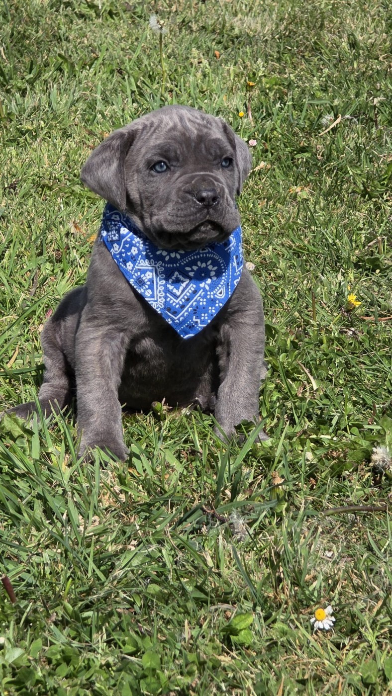 des Terres des Forges - Chiots disponibles - Cane Corso