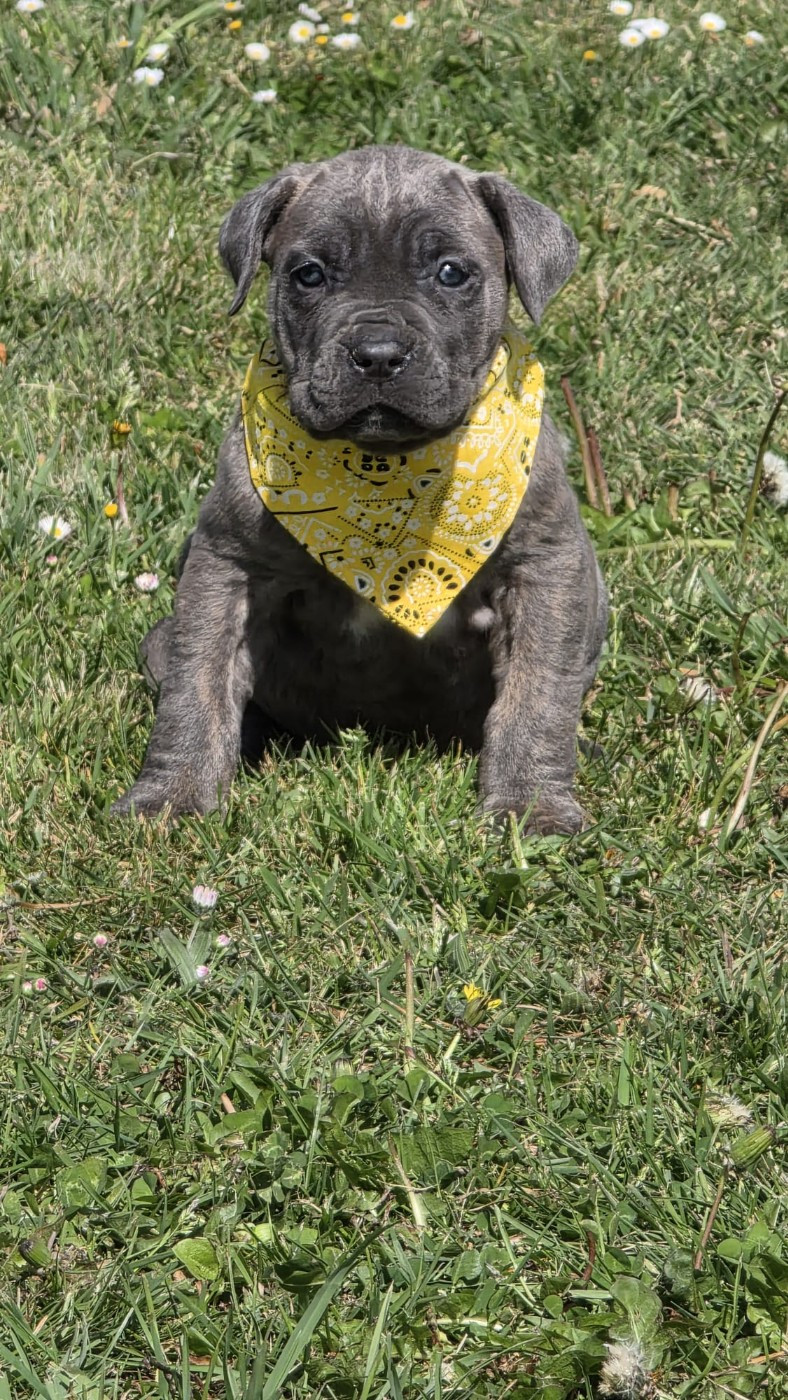 des Terres des Forges - Chiots disponibles - Cane Corso