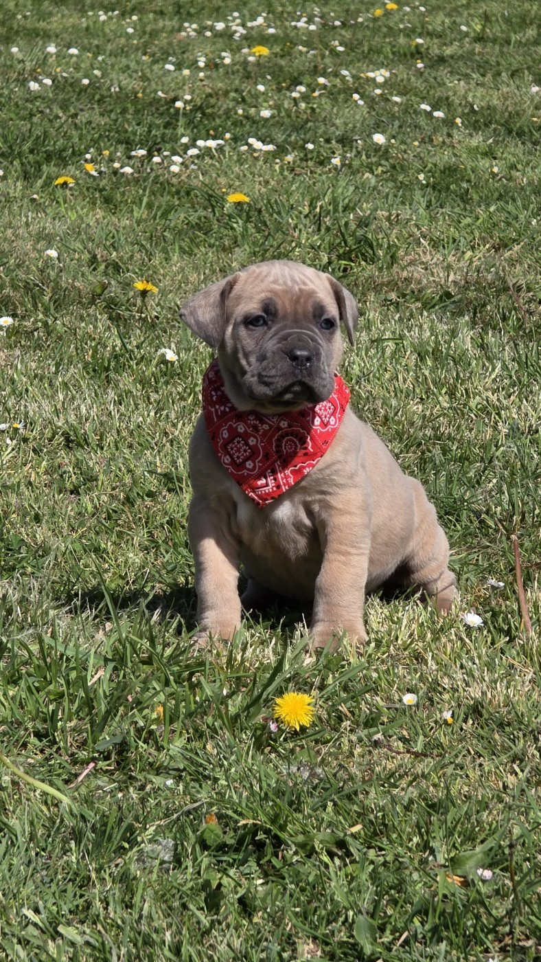 des Terres des Forges - Chiots disponibles - Cane Corso
