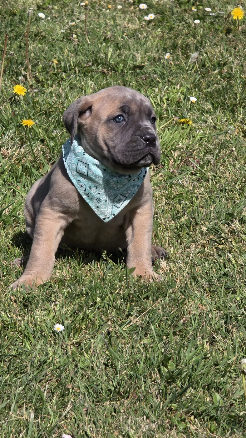 des Terres des Forges - Chiots disponibles - Cane Corso