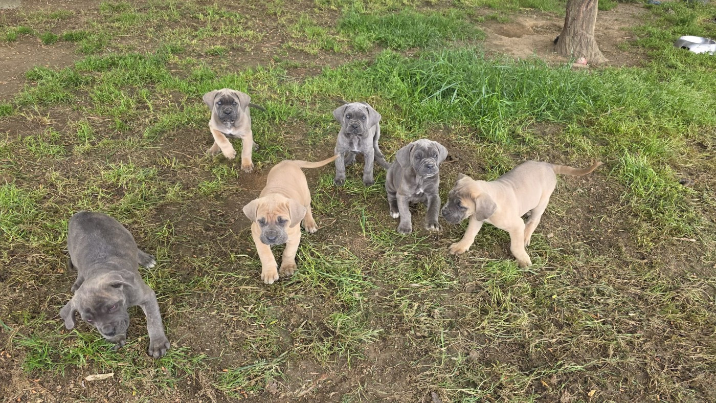 Chiot Cane Corso des Terres des Forges