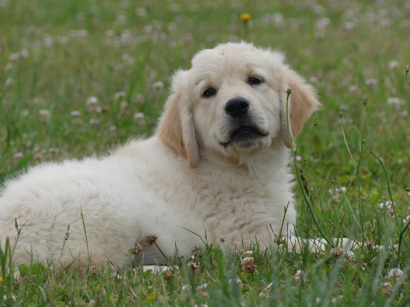 des Terres des Forges - Golden Retriever - Portée née le 27/03/2026