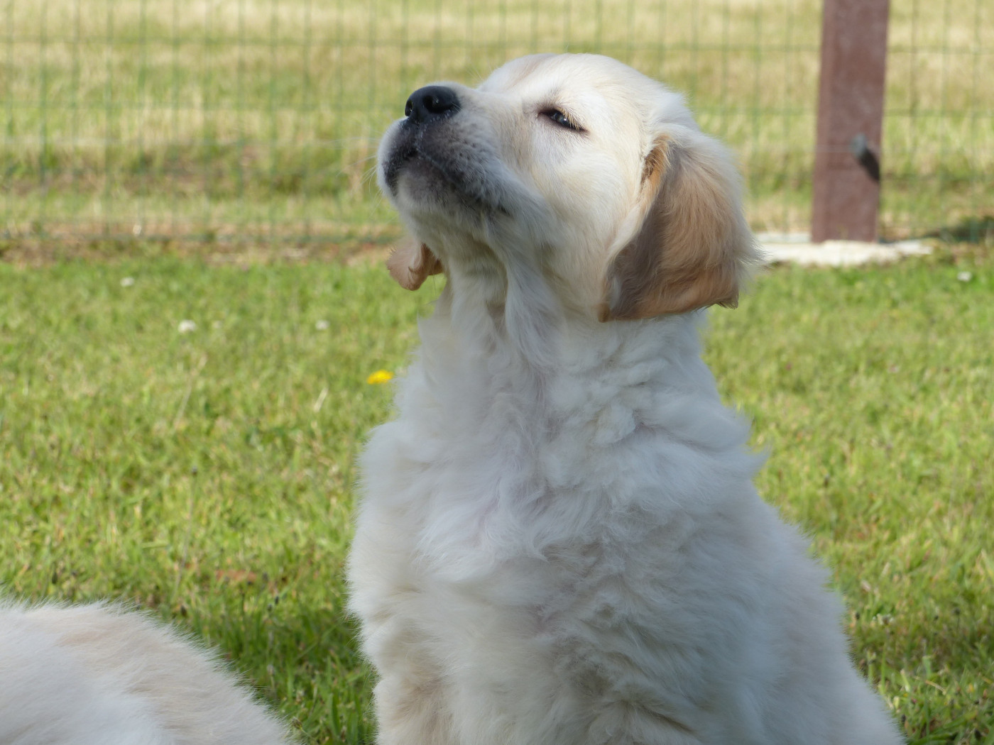des Terres des Forges - Golden Retriever - Portée née le 24/03/2026