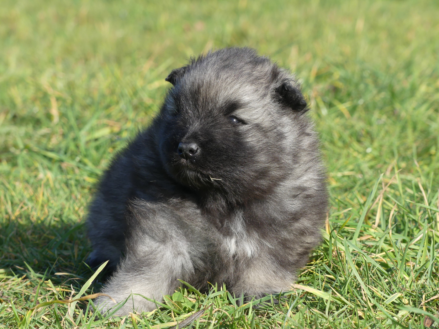 Chiot Spitz allemand des Terres des Forges