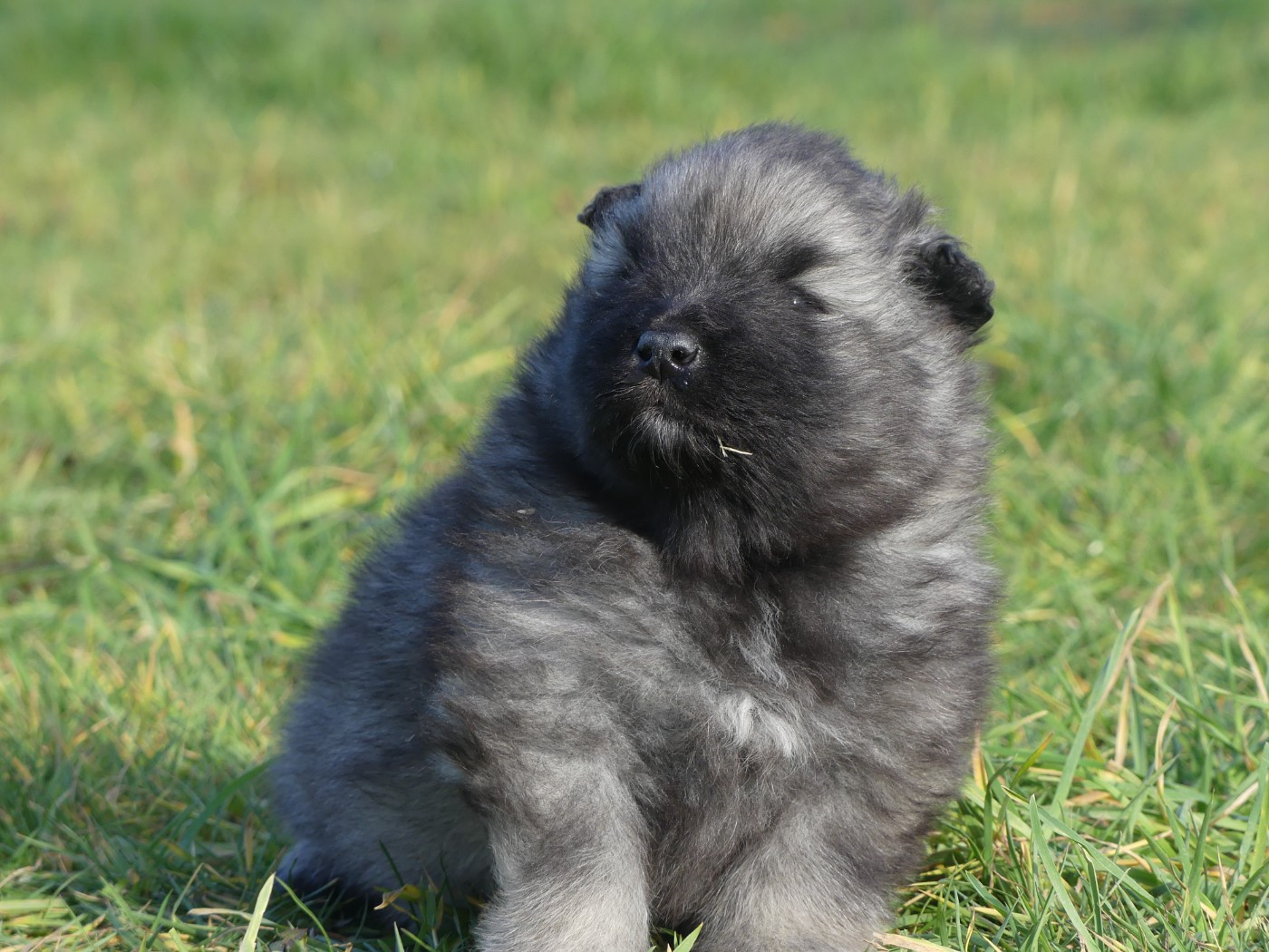 des Terres des Forges - Chiots disponibles - Spitz allemand