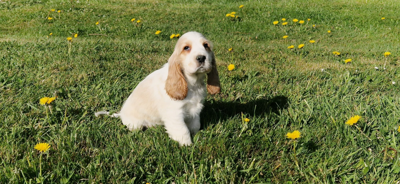 Chiot Cocker Spaniel Anglais des Terres des Forges