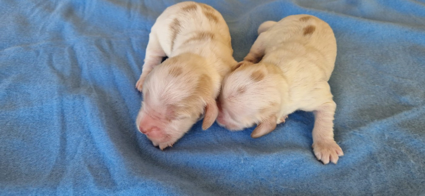 des Terres des Forges - Chiots disponibles - Cocker Spaniel Anglais