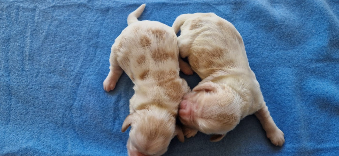 des Terres des Forges - Chiots disponibles - Cocker Spaniel Anglais