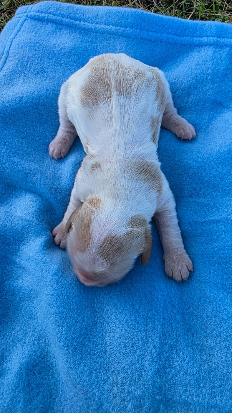 des Terres des Forges - Chiots disponibles - Cocker Spaniel Anglais