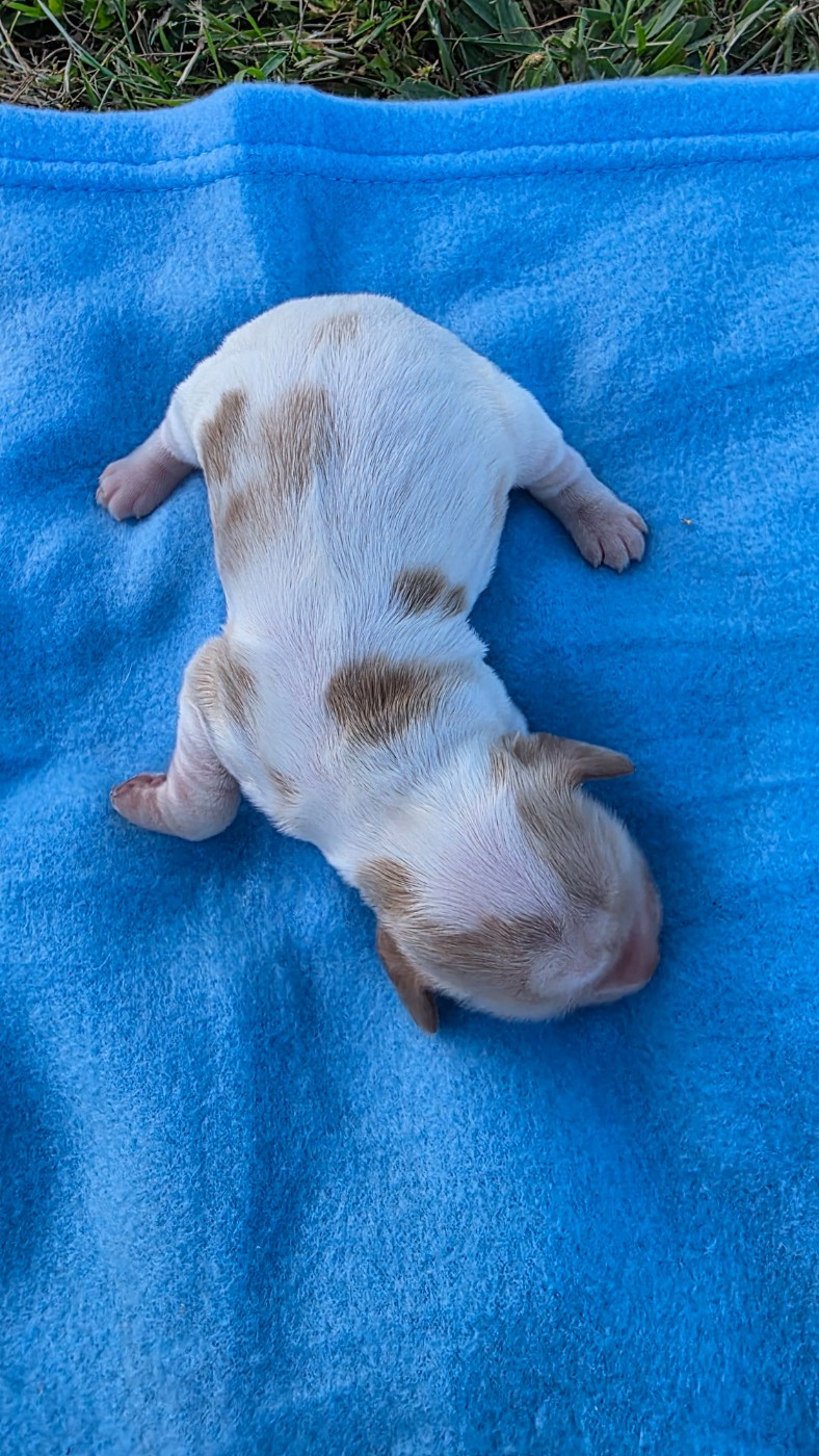 des Terres des Forges - Chiots disponibles - Cocker Spaniel Anglais