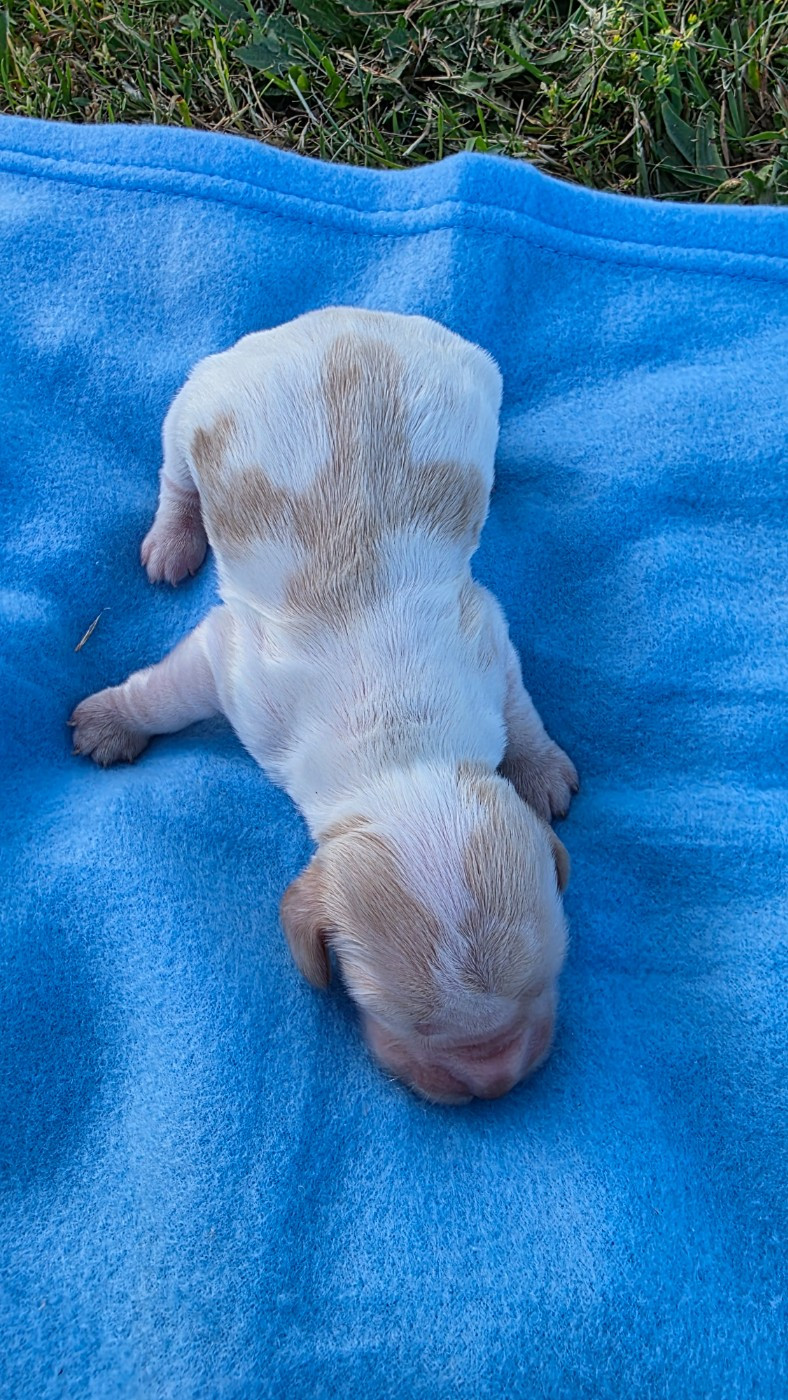des Terres des Forges - Chiots disponibles - Cocker Spaniel Anglais