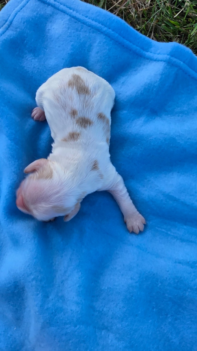 des Terres des Forges - Chiots disponibles - Cocker Spaniel Anglais