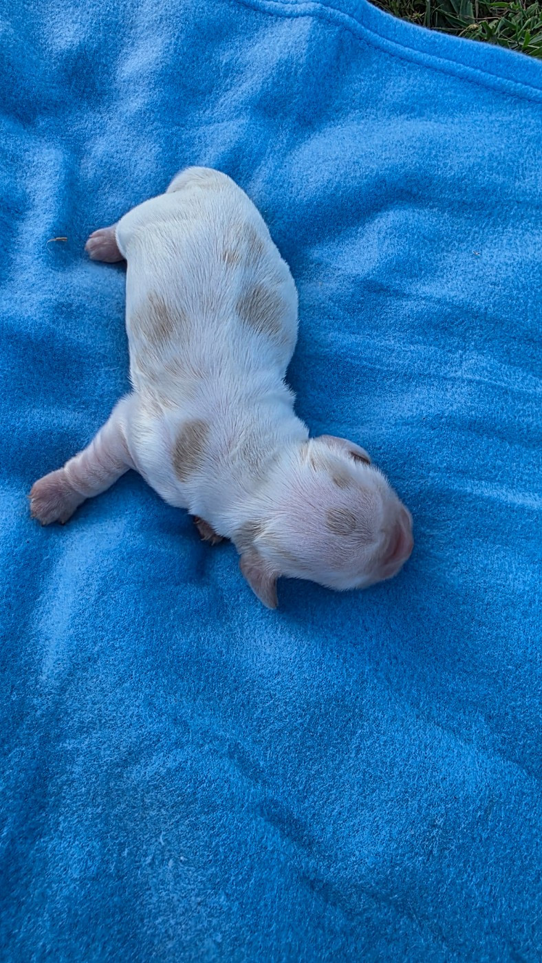 des Terres des Forges - Chiots disponibles - Cocker Spaniel Anglais
