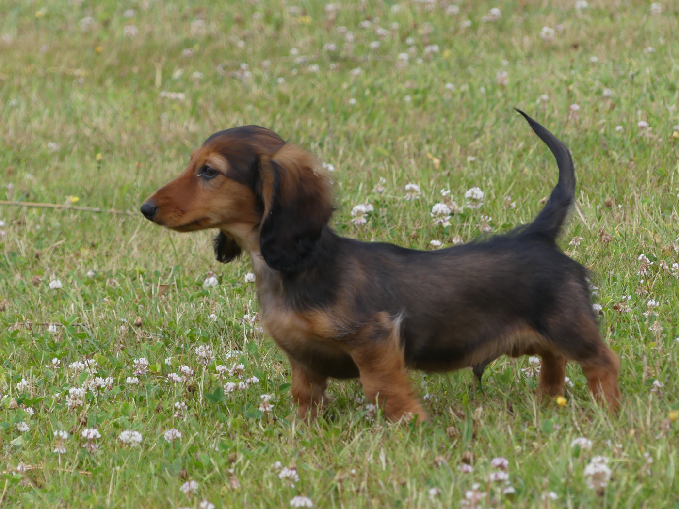 Chiot Teckel poil long des Terres des Forges