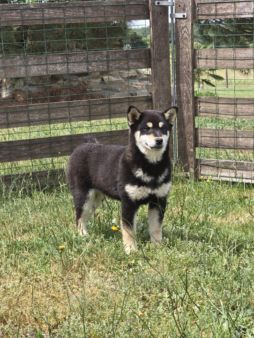 des Terres des Forges - Chiots disponibles - Shiba