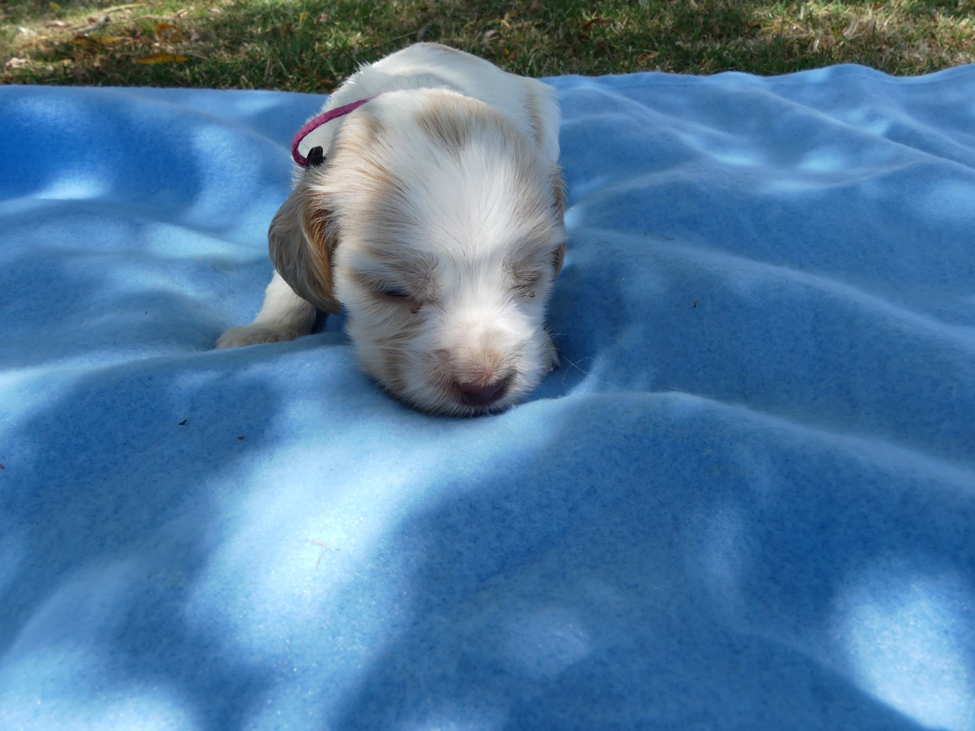 des Terres des Forges - Chiots disponibles - Cocker Spaniel Anglais