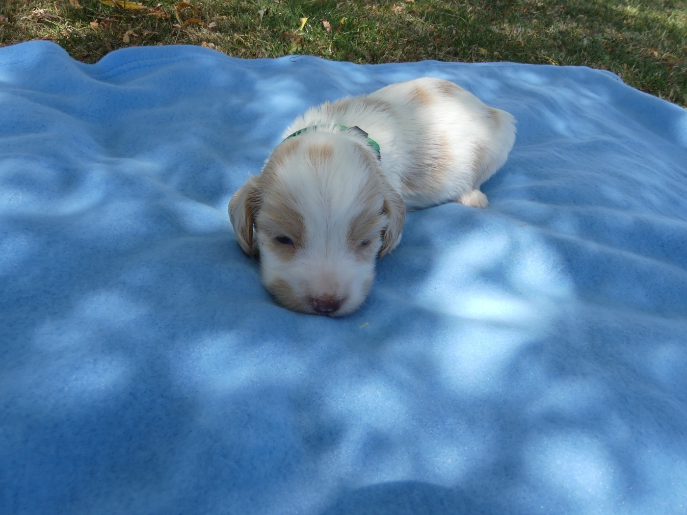 des Terres des Forges - Chiots disponibles - Cocker Spaniel Anglais