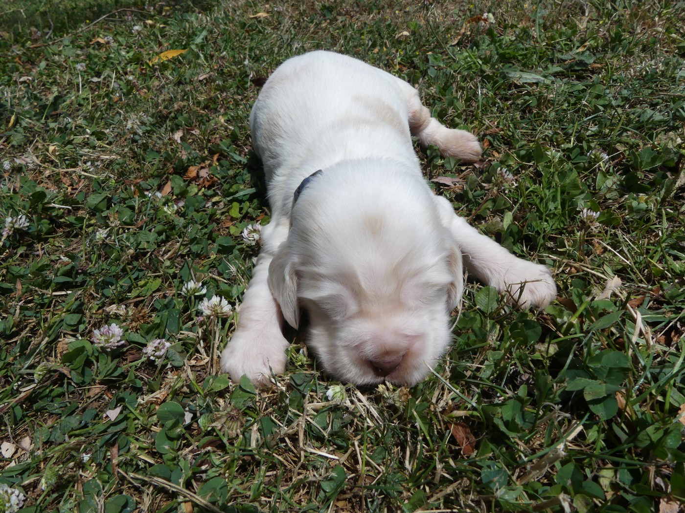 des Terres des Forges - Chiots disponibles - Cocker Spaniel Anglais
