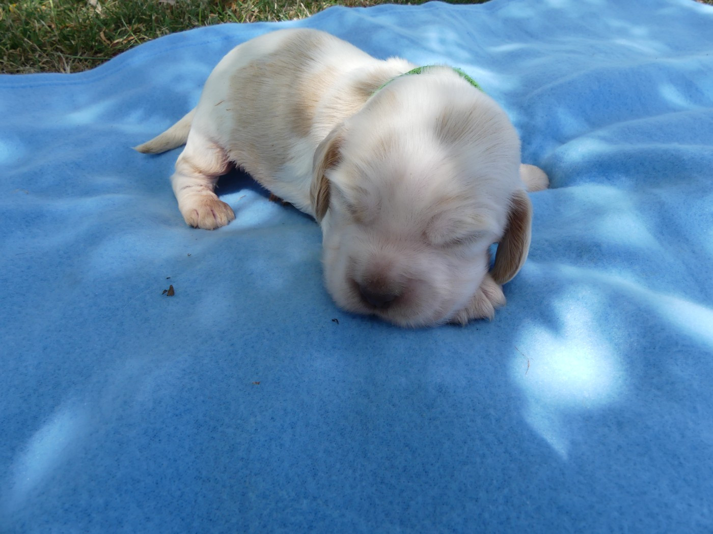 des Terres des Forges - Chiots disponibles - Cocker Spaniel Anglais