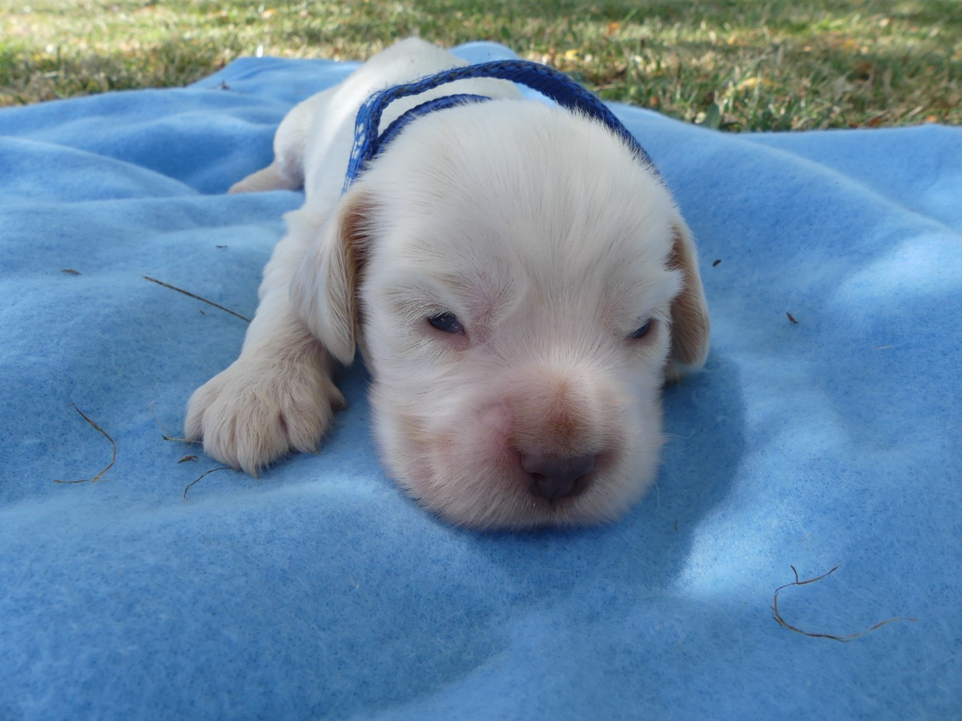 des Terres des Forges - Chiots disponibles - Cocker Spaniel Anglais