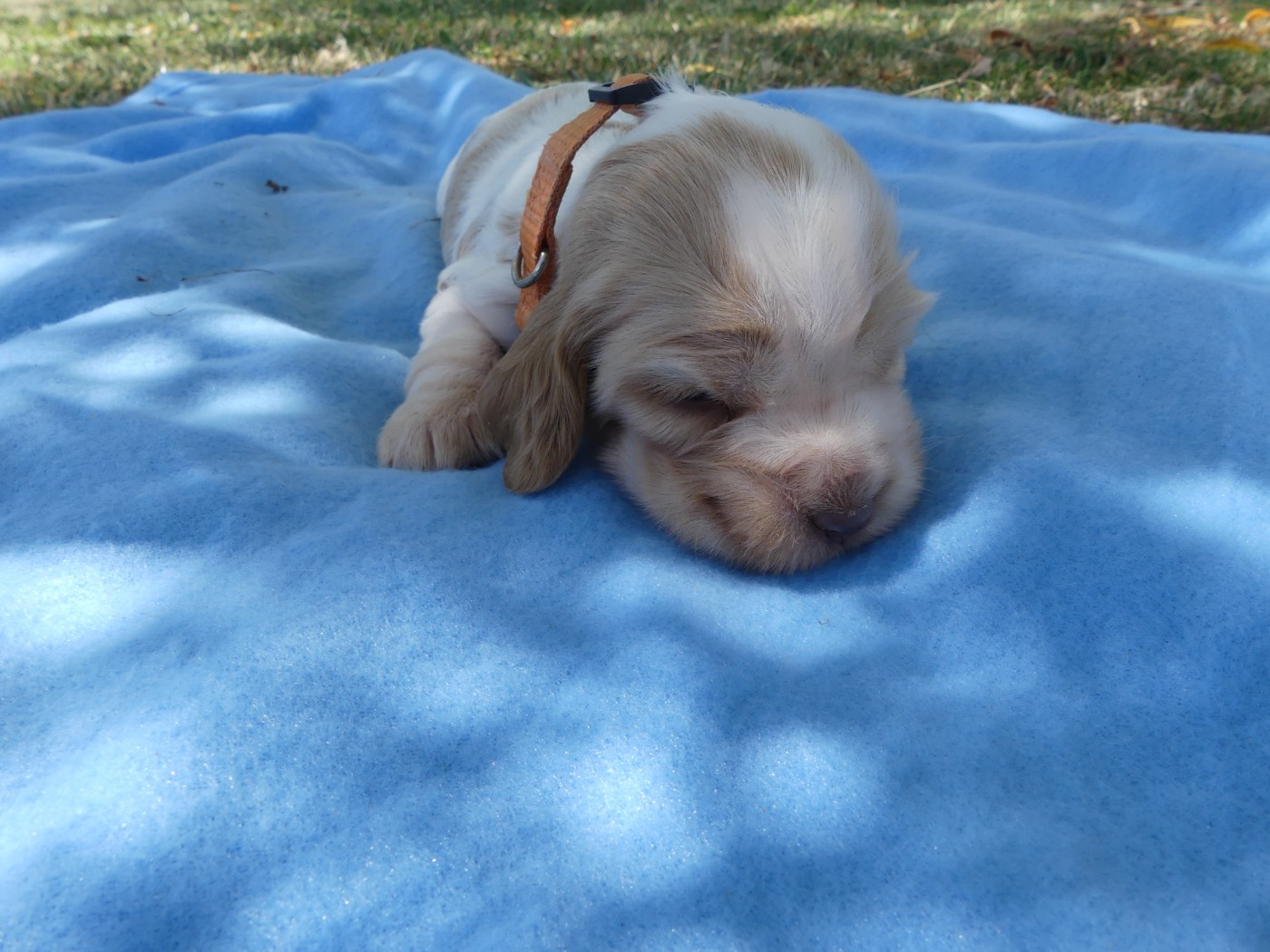 des Terres des Forges - Chiots disponibles - Cocker Spaniel Anglais