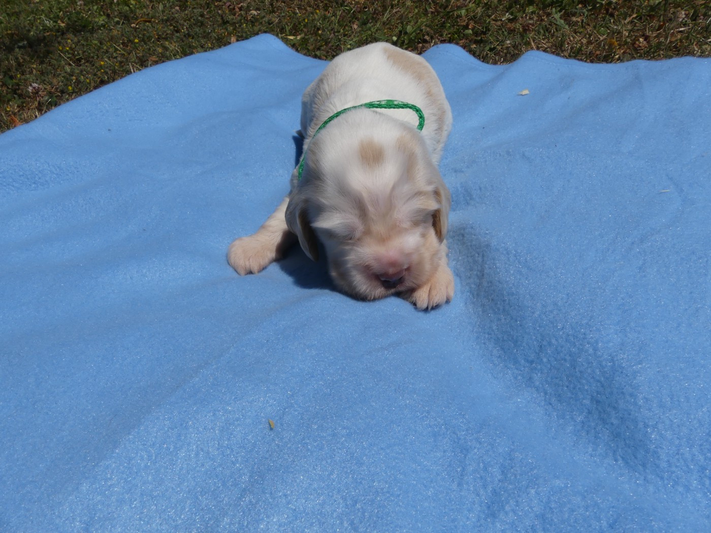 des Terres des Forges - Chiots disponibles - Cocker Spaniel Anglais