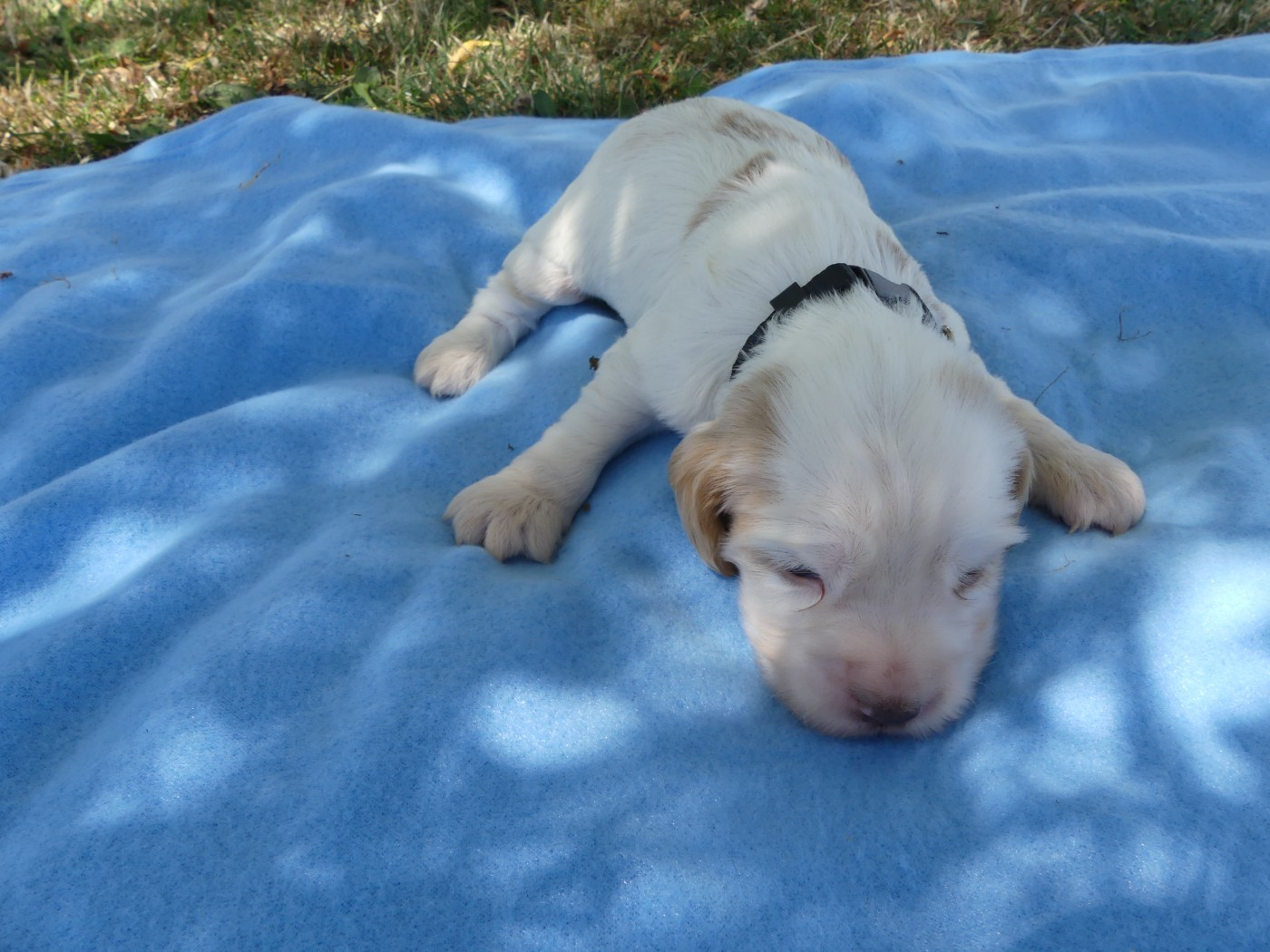 des Terres des Forges - Chiots disponibles - Cocker Spaniel Anglais