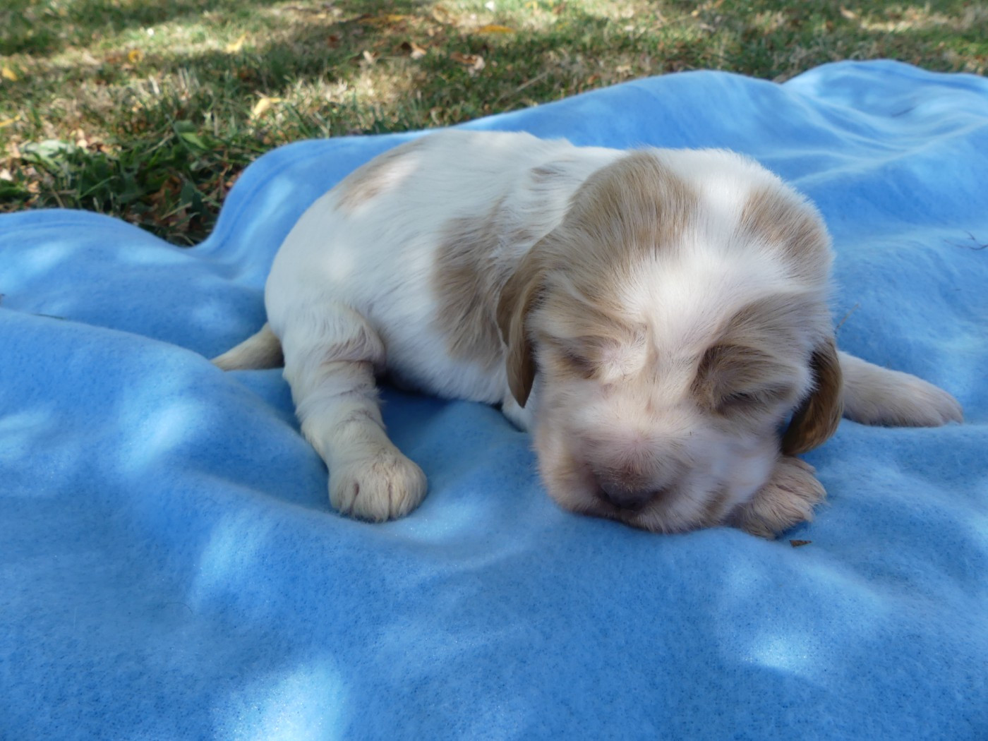 des Terres des Forges - Chiots disponibles - Cocker Spaniel Anglais