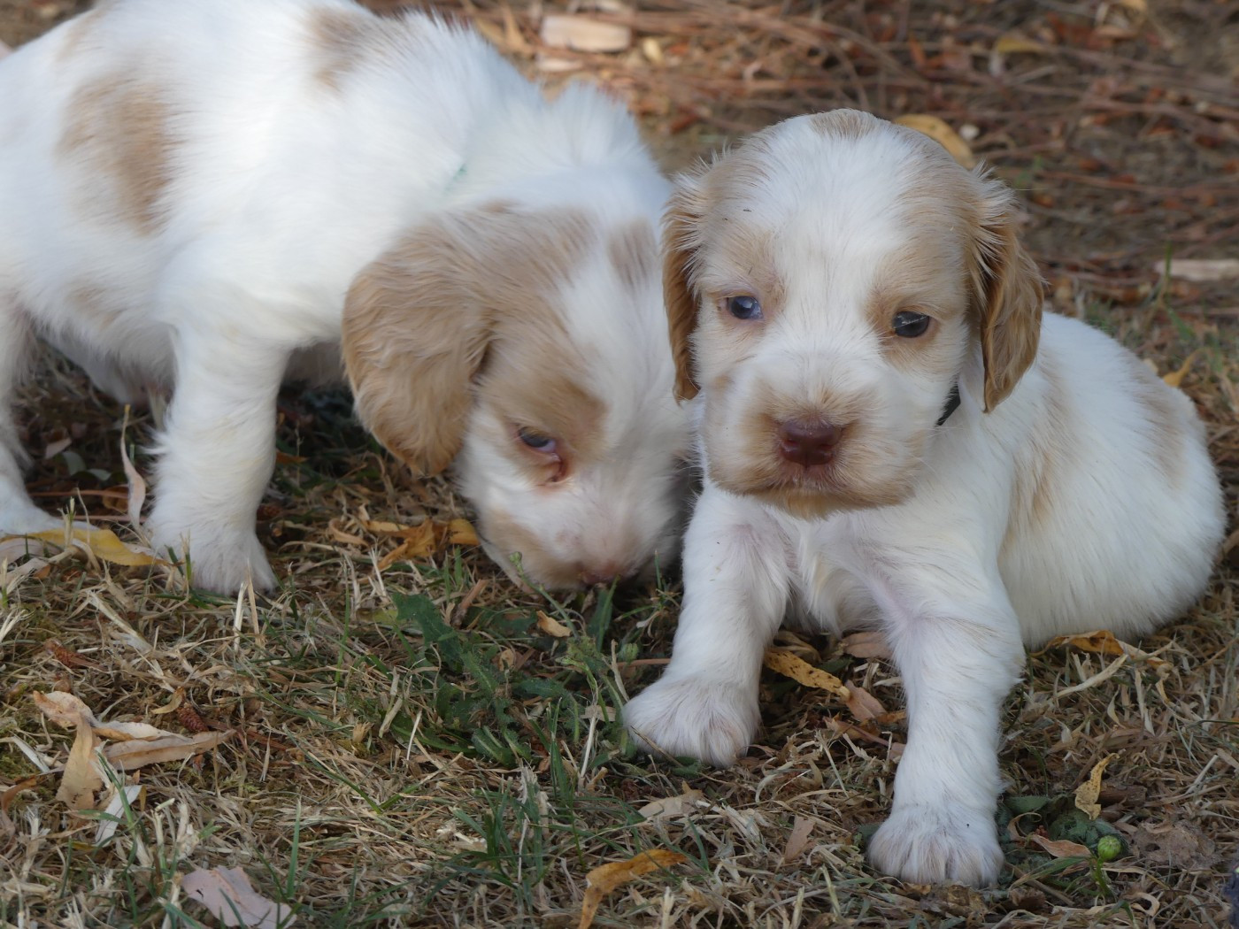 des Terres des Forges - Chiots disponibles - Cocker Spaniel Anglais